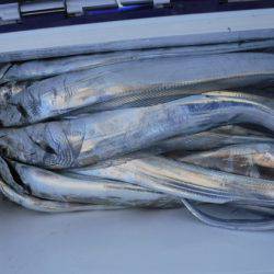 遊漁船 幸友丸 釣果