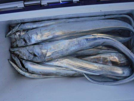 遊漁船 幸友丸 釣果