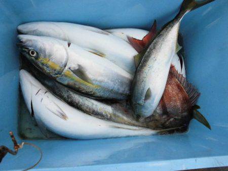 大進丸(新潟) 釣果