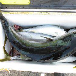 大進丸(新潟) 釣果