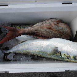 大進丸(新潟) 釣果