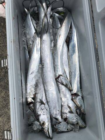 フィッシングガイド りょう 釣果