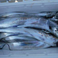 遊漁船 幸友丸 釣果