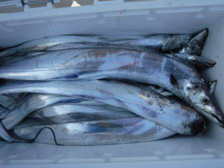 遊漁船 幸友丸 釣果