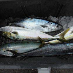 大進丸(新潟) 釣果