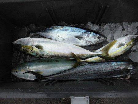 大進丸(新潟) 釣果