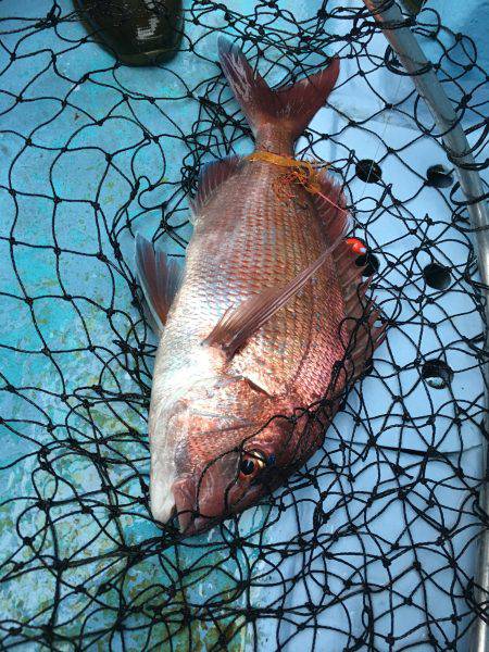 松鶴丸 釣果