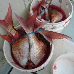 遊漁船ブルーウッズ 釣果