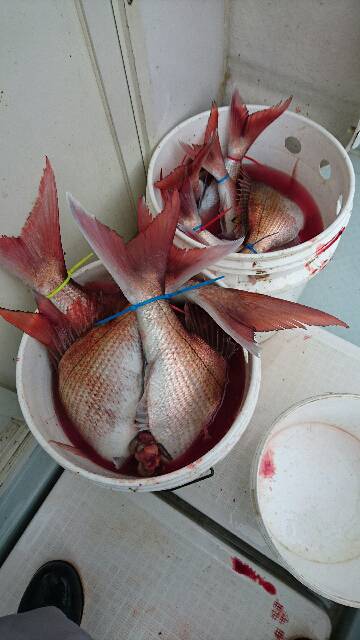 遊漁船ブルーウッズ 釣果