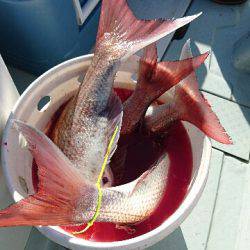 遊漁船ブルーウッズ 釣果