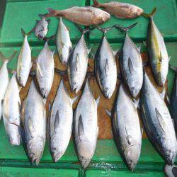 真祐丸 (しんゆうまる) 釣果