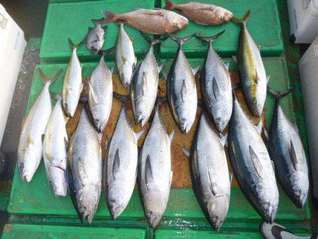 真祐丸 (しんゆうまる) 釣果