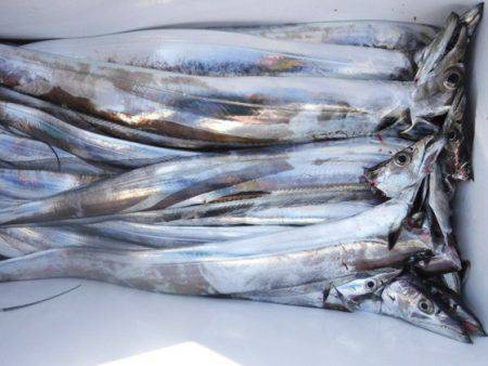 遊漁船 幸友丸 釣果