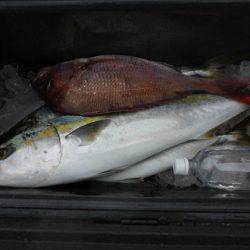 大進丸(新潟) 釣果