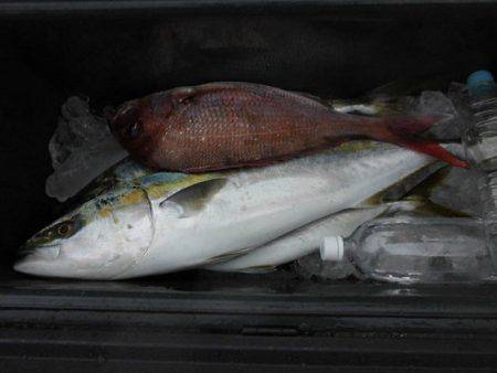 大進丸(新潟) 釣果