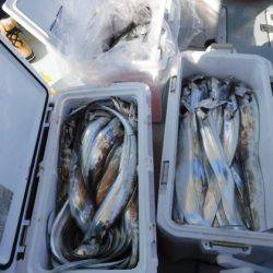 遊漁船 幸友丸 釣果