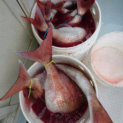 遊漁船ブルーウッズ 釣果