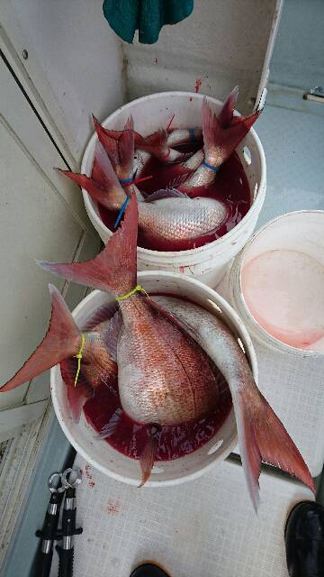 遊漁船ブルーウッズ 釣果