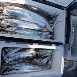 遊漁船 幸友丸 釣果