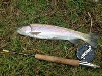 秩父フライフィールド 釣果