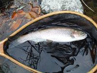 秩父フライフィールド 釣果