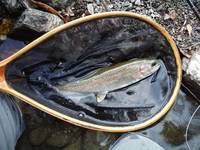 秩父フライフィールド 釣果