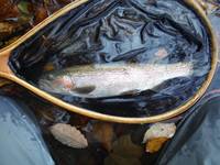 秩父フライフィールド 釣果