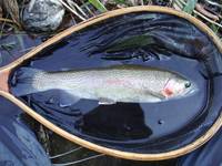 秩父フライフィールド 釣果