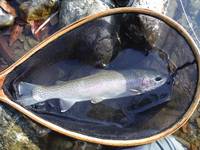 秩父フライフィールド 釣果