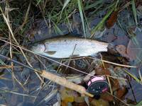 秩父フライフィールド 釣果