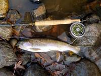 秩父フライフィールド 釣果