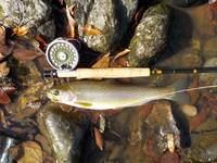 秩父フライフィールド 釣果