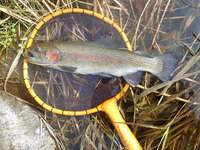 秩父フライフィールド 釣果