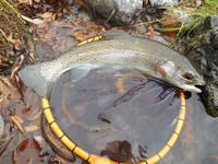 秩父フライフィールド 釣果