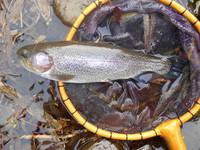 秩父フライフィールド 釣果