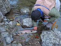 秩父フライフィールド 釣果