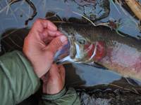 秩父フライフィールド 釣果