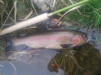 秩父フライフィールド 釣果