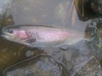 秩父フライフィールド 釣果