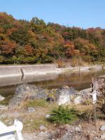 秩父フライフィールド 釣果
