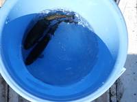 秩父フライフィールド 釣果