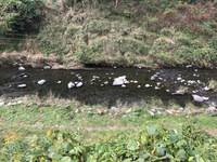 秩父フライフィールド 釣果