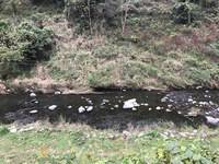 秩父フライフィールド 釣果