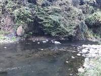 秩父フライフィールド 釣果