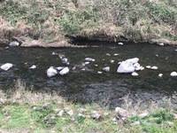 秩父フライフィールド 釣果