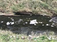 秩父フライフィールド 釣果