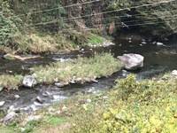 秩父フライフィールド 釣果