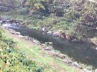 秩父フライフィールド 釣果