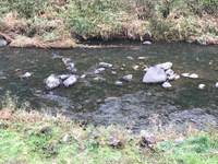 秩父フライフィールド 釣果