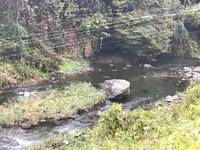 秩父フライフィールド 釣果